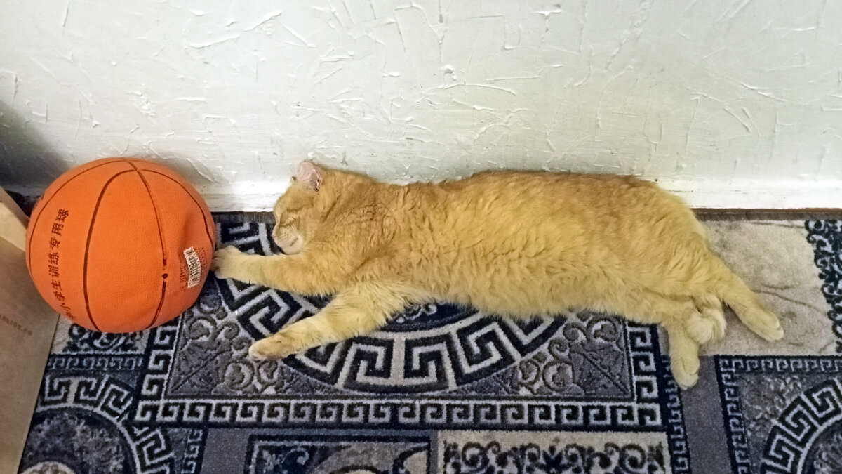 Барсик тоже может всё. В баскетбол играть тоже может.