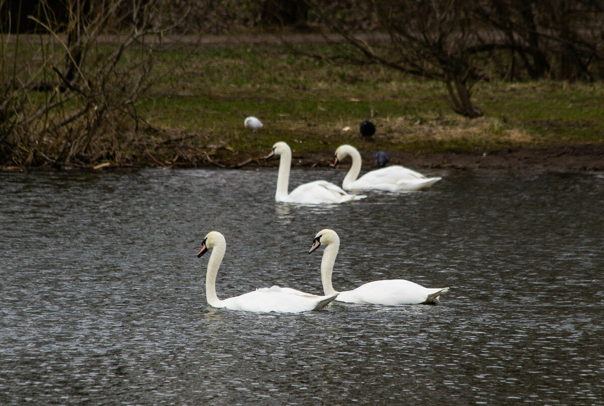 Фото: Roman Denisov, Роман Денисов/globallookpress.com