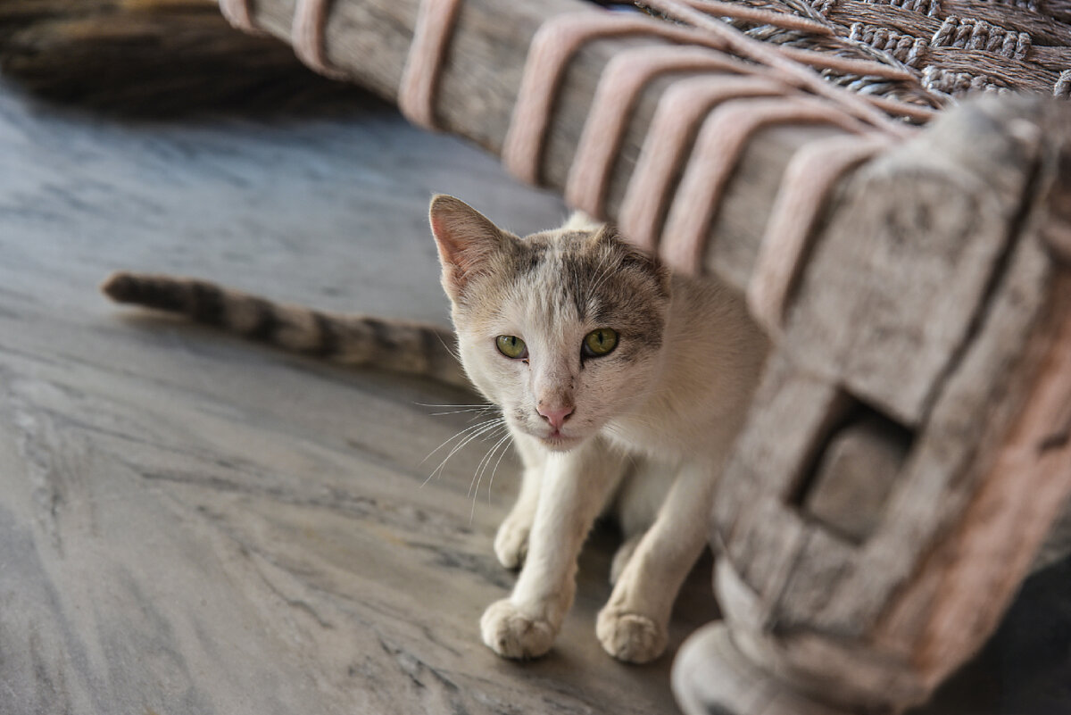 Кошка ходит в туалет в неположенных местах | Ветеринар в Дзене | Дзен