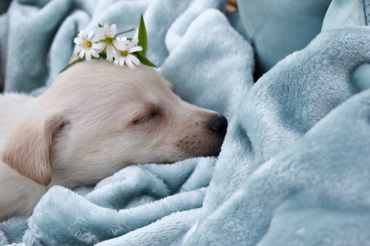 К чему снятся щенки во сне женщине. Усталая собачка на голубом. Белая собака во сне. Зеленый щенок в Канаде. В Канаде родилась зеленая собака.