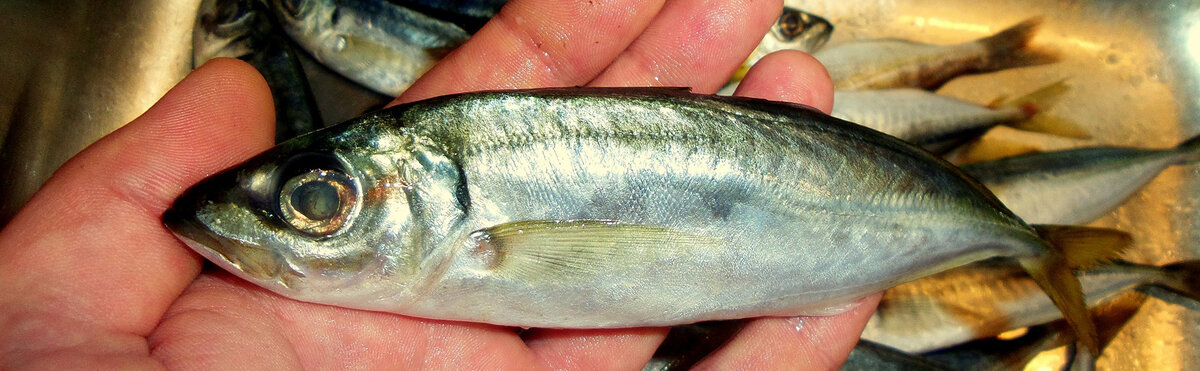Черноморская ставрида.