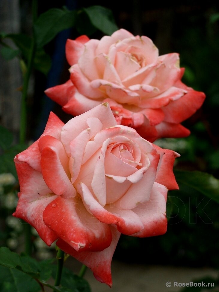 Big Apple, фото из Rosebook