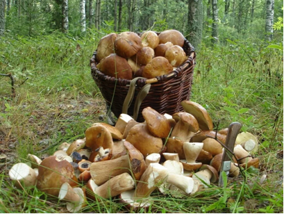 фото из интернета.