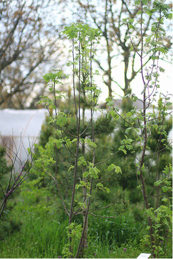 Фото из нашего питомника