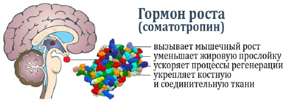 Гормон роста действие