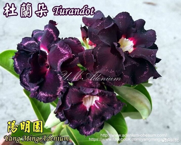 Вот так должен будет цвести