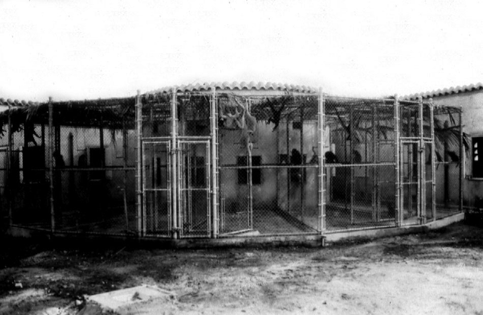 Вольеры для гиббонов, сооружённые Бахманом в Школе тропической медицины, 1937 г. Из архивов Карибского центра изучения приматов.