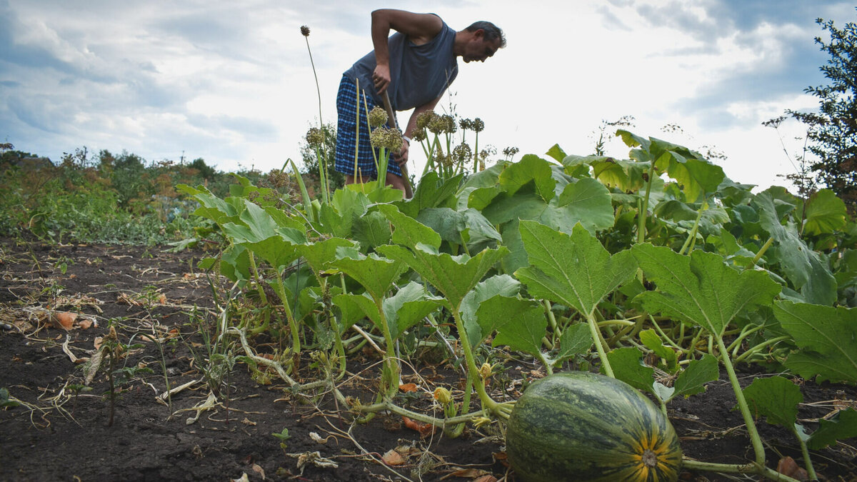     Штрафы и даже уголовное наказание может грозить дачникам за выращивание токсичных растений на участках. При появлении подозрительных сорняков их нужно нейтрализовать, предупредил депутат Госдумы Никита Чаплин.