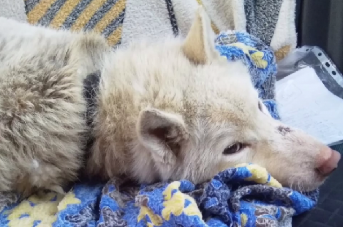    Тяжело травмированный в Тверской области пёс обрёл новую семью