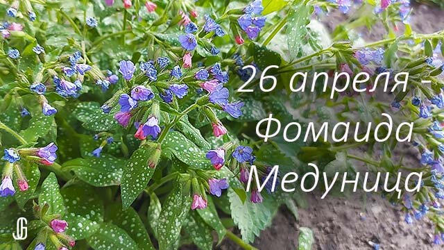 Картинки фомаида медуница