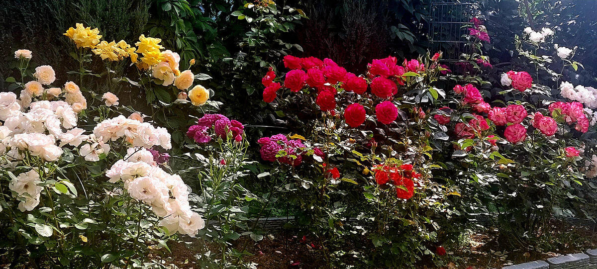 Июль 2022. Флорибунды