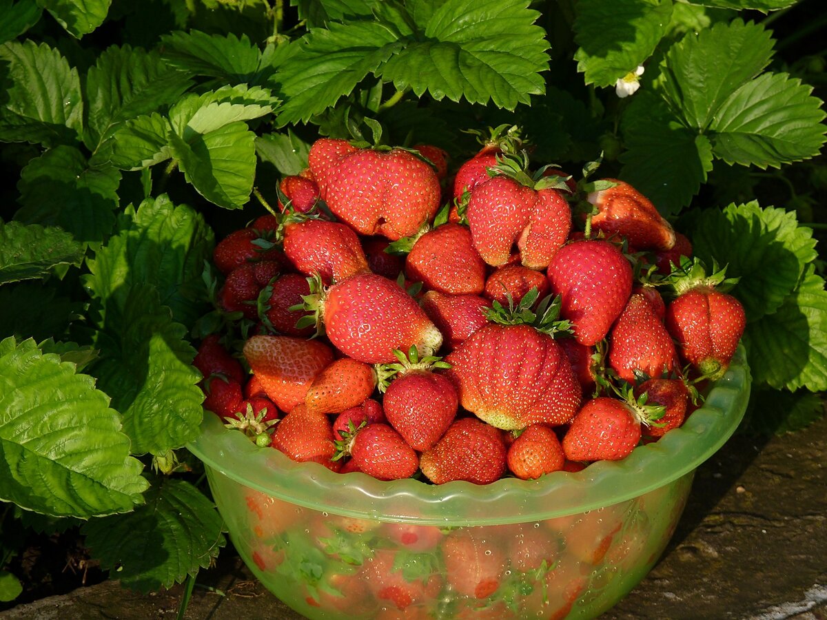 Май на Кубани - самый комфортный месяц, когда тепло, но не жарко, да еще поспевают первые ягоды.