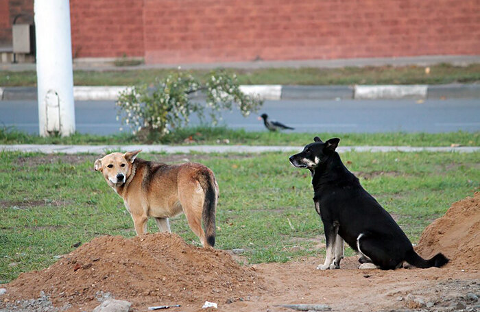    АГН «Москва»