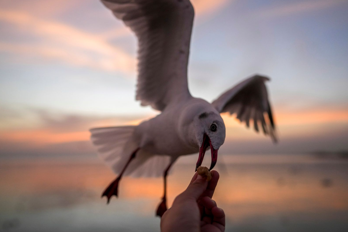 Чайка (символическое изображение) © ATHIT PERAWONGMETHA / REUTERS