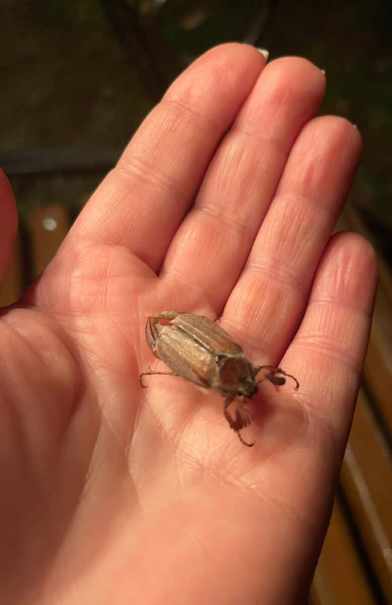 Жук -бомбардировщик