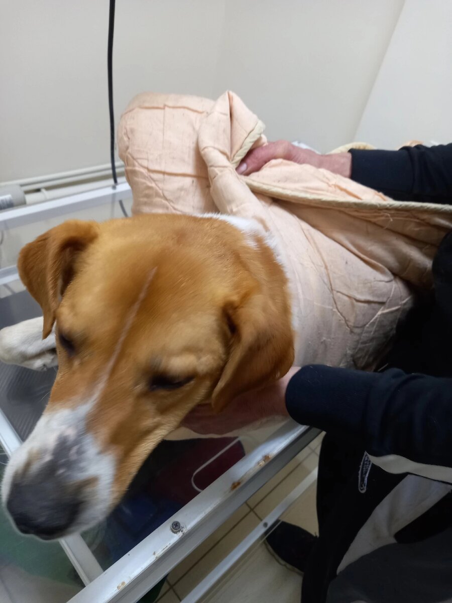 Дунай на рентгене