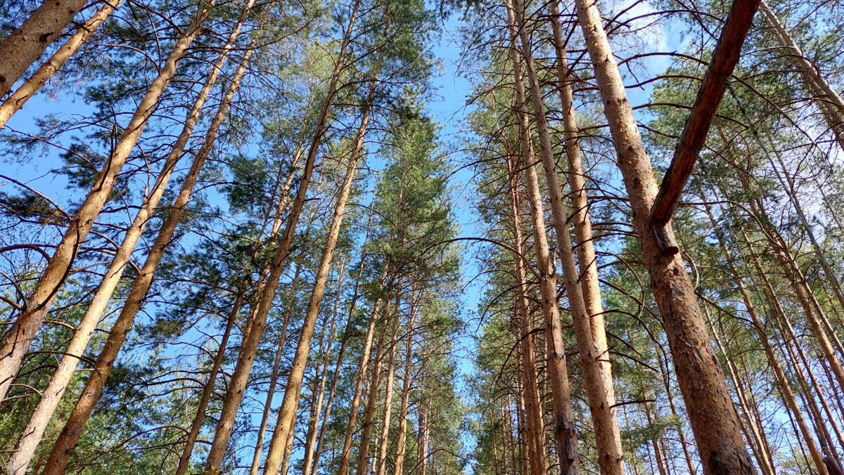 Наш лес. Гуляем.