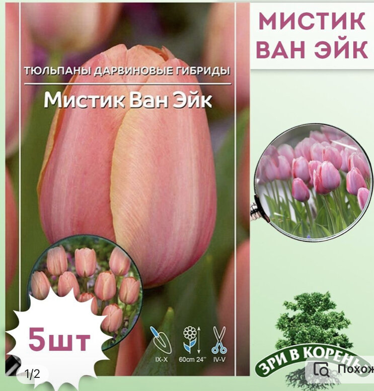Продавец Луковичка