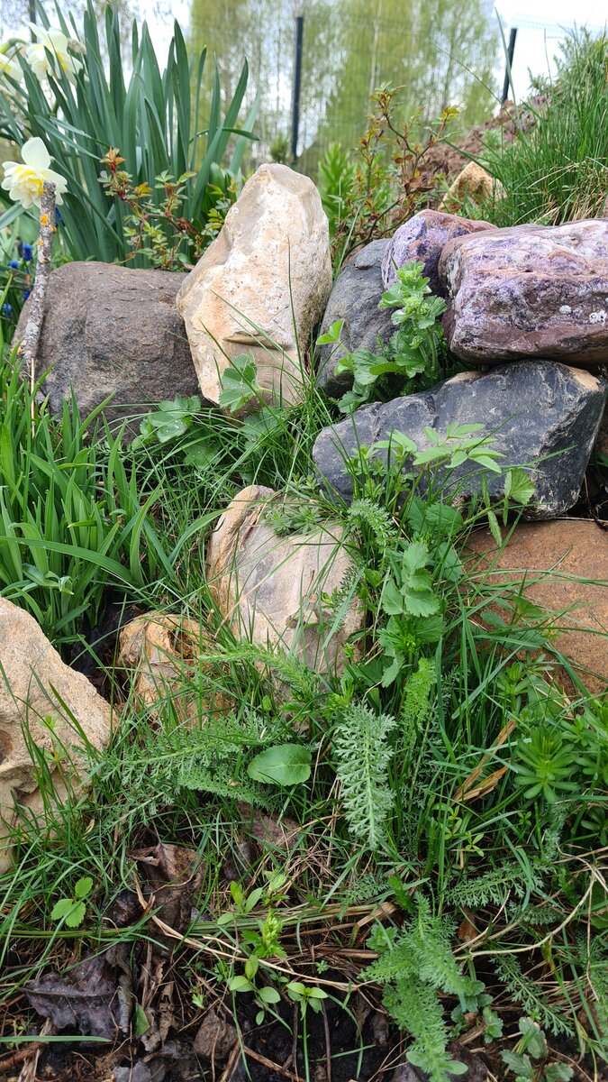 Манжетки, тысячелистник, дудник, какие-то злаковые травки - пока очень декоративно смотрятся.