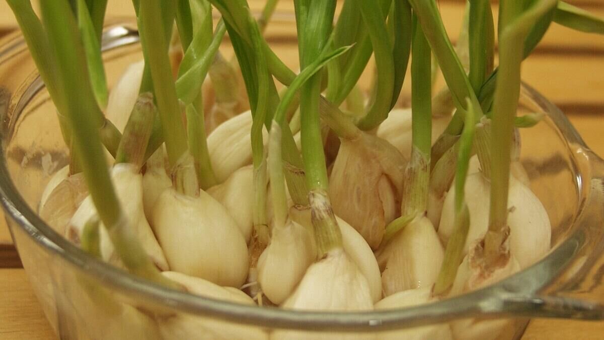    Чеснок© Globallookpress Alexei Moschenkov