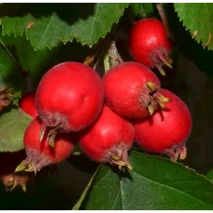 Фото с сайта питомника Вот с него-то всё и началоь.