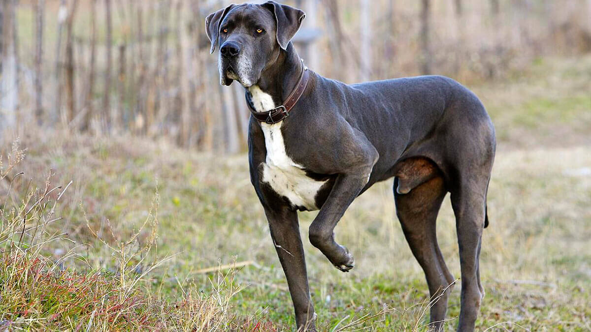 Собаки породы немецкий дог. Great Dane порода собак. Мышастый дог. Королевский дог.