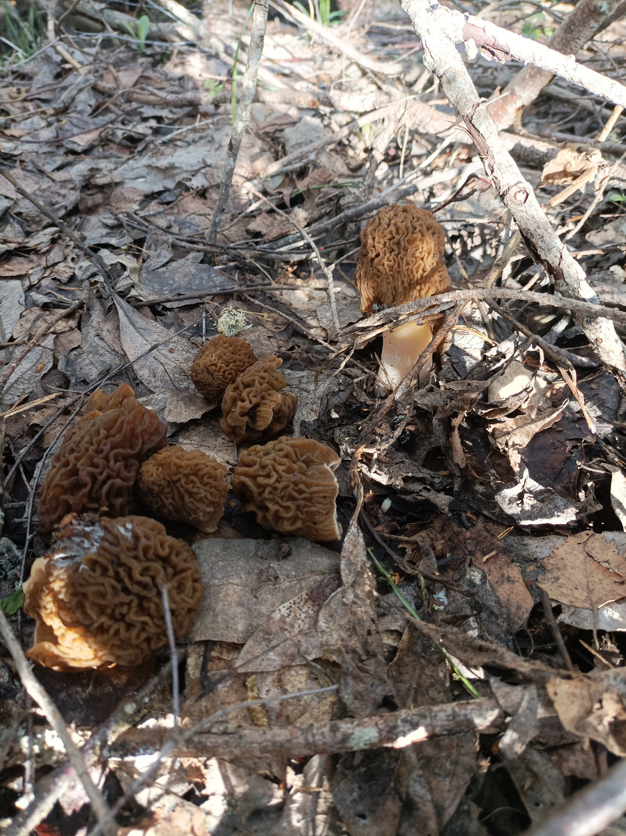 Есть большие и маленькие