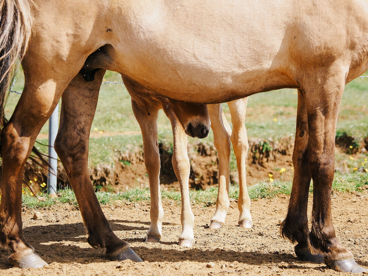Исландские лошади как артисты России - если из страны выехал, то назад ...