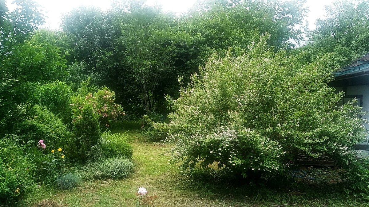 Мой сад в деревне