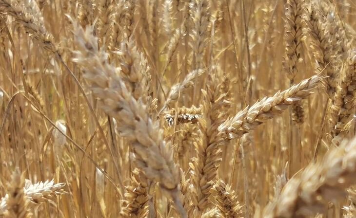    В США рассматривается разрешение хлормекватхлорида для борьбы с полеганием зерновых