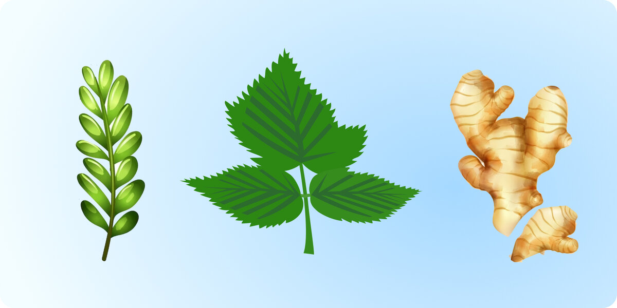 Листья сенны, листья малины и корень имбиря