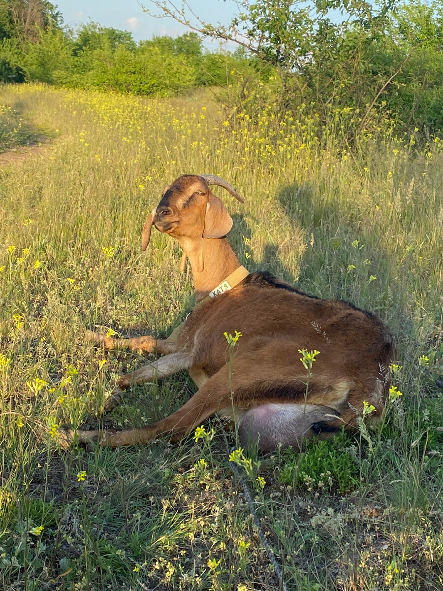 Коза Катя