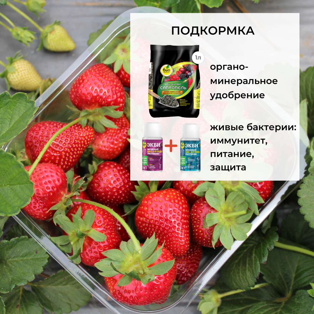 От сорняков на клубнике. Удобрение для клубники весной для увеличения урожая. Подкормка клубники гуматом. Усы на клубнике когда следует удалять.