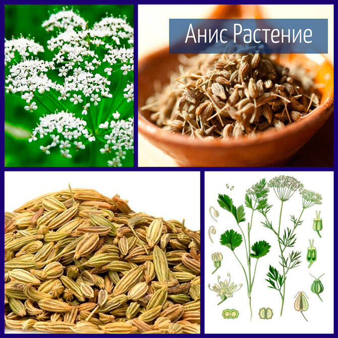 Анис растение как выглядит и где растет