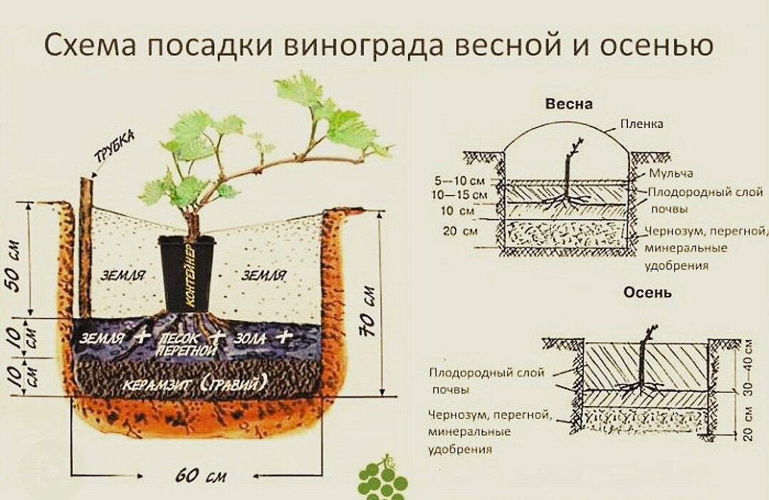 Какую землю надо. Схема посадки саженцев винограда. Посадка винограда весной саженцами в открытый. Схема посадки виноградника. Правильная посадка саженцев винограда весной в грунт.