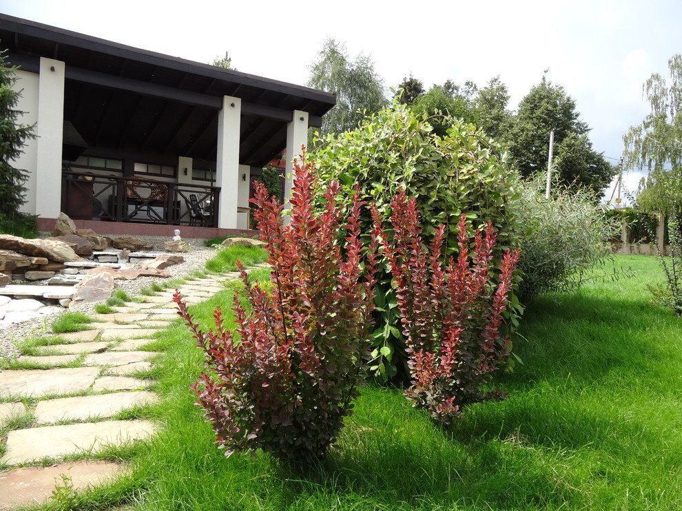 Барбарис декоративный кустарник фото бордовый в ландшафтном дизайне