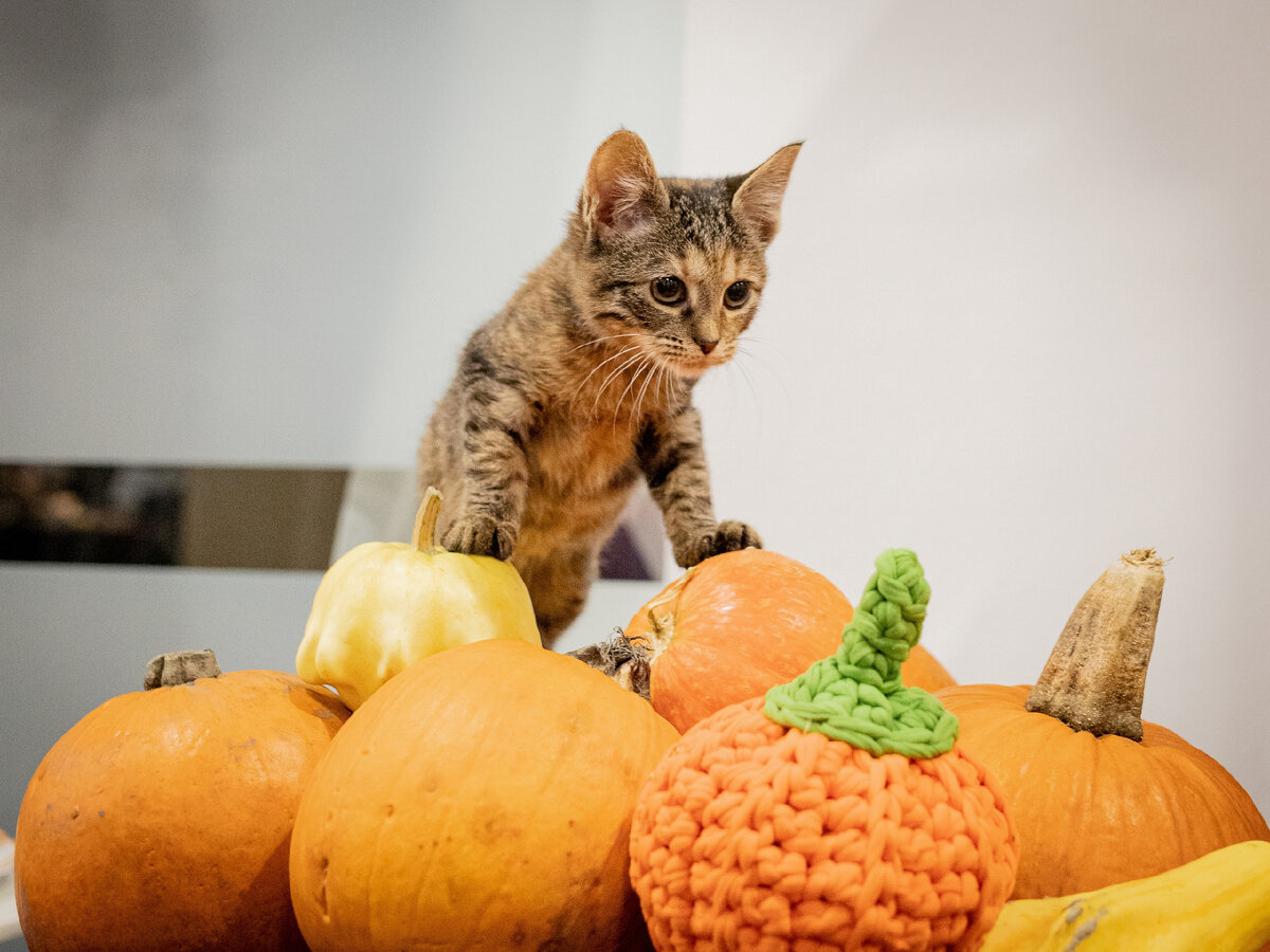 Один из самых юных участников нашего фестиваля «Тыквы и Коты»