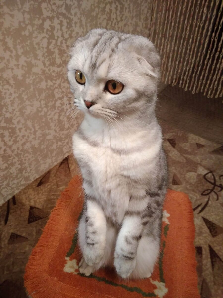 Джеси сегодня героиня данной статьи. Она очень красивая, чтоб оставаться без внимания 🥹