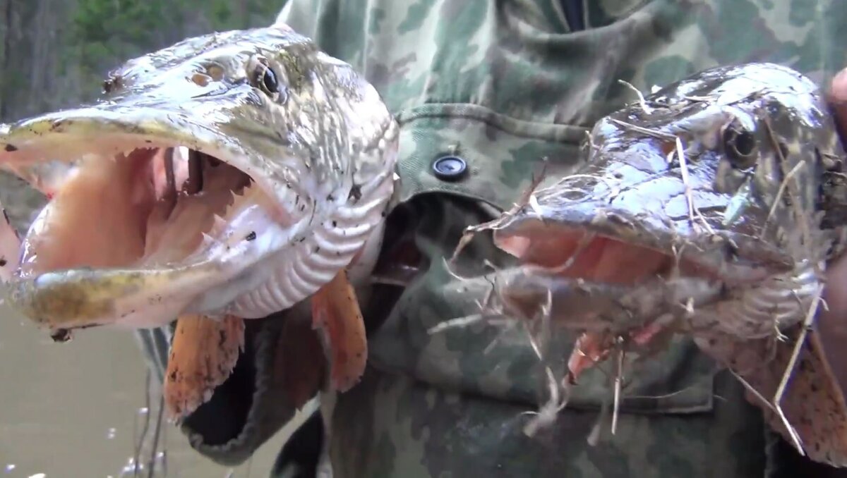 Щука Один вид черный Второй вид Светлый