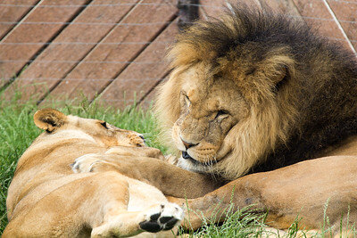 Нежности львов