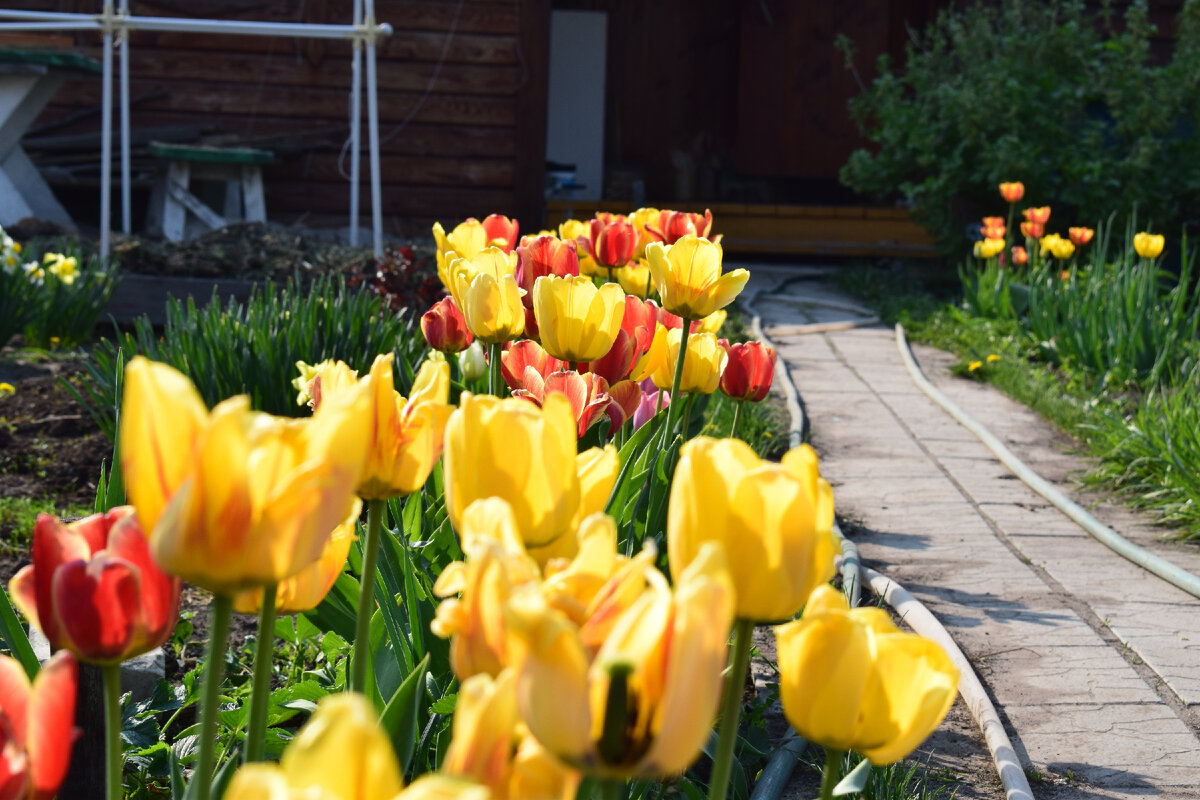 цветение тюльпанов весной(фото автора)