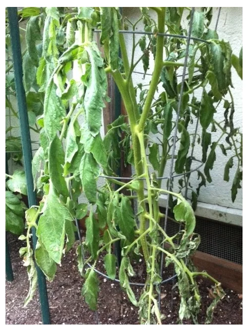 Увядание только что высаженной рассады - просто ужас! Еще обиднее, когда увядают растения, готовые отдать урожай.