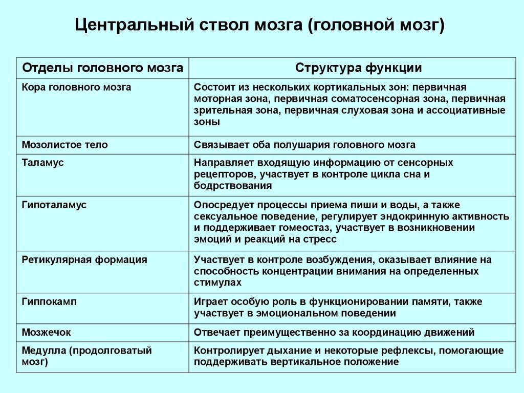 Таблица строение мозга 8 класс биология