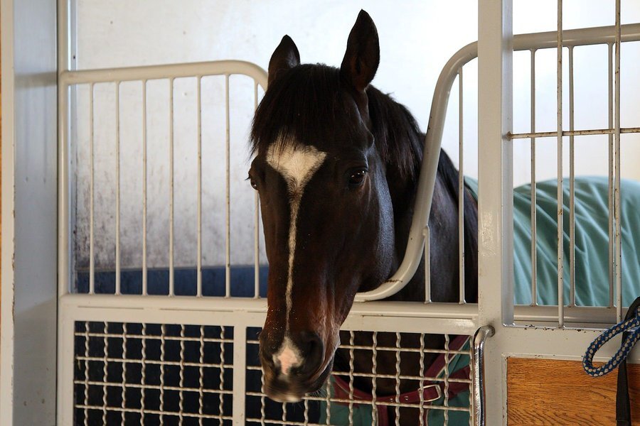 Лошади и их стремление к саморазрушению. Часть 3 | Psyhorse | Дзен