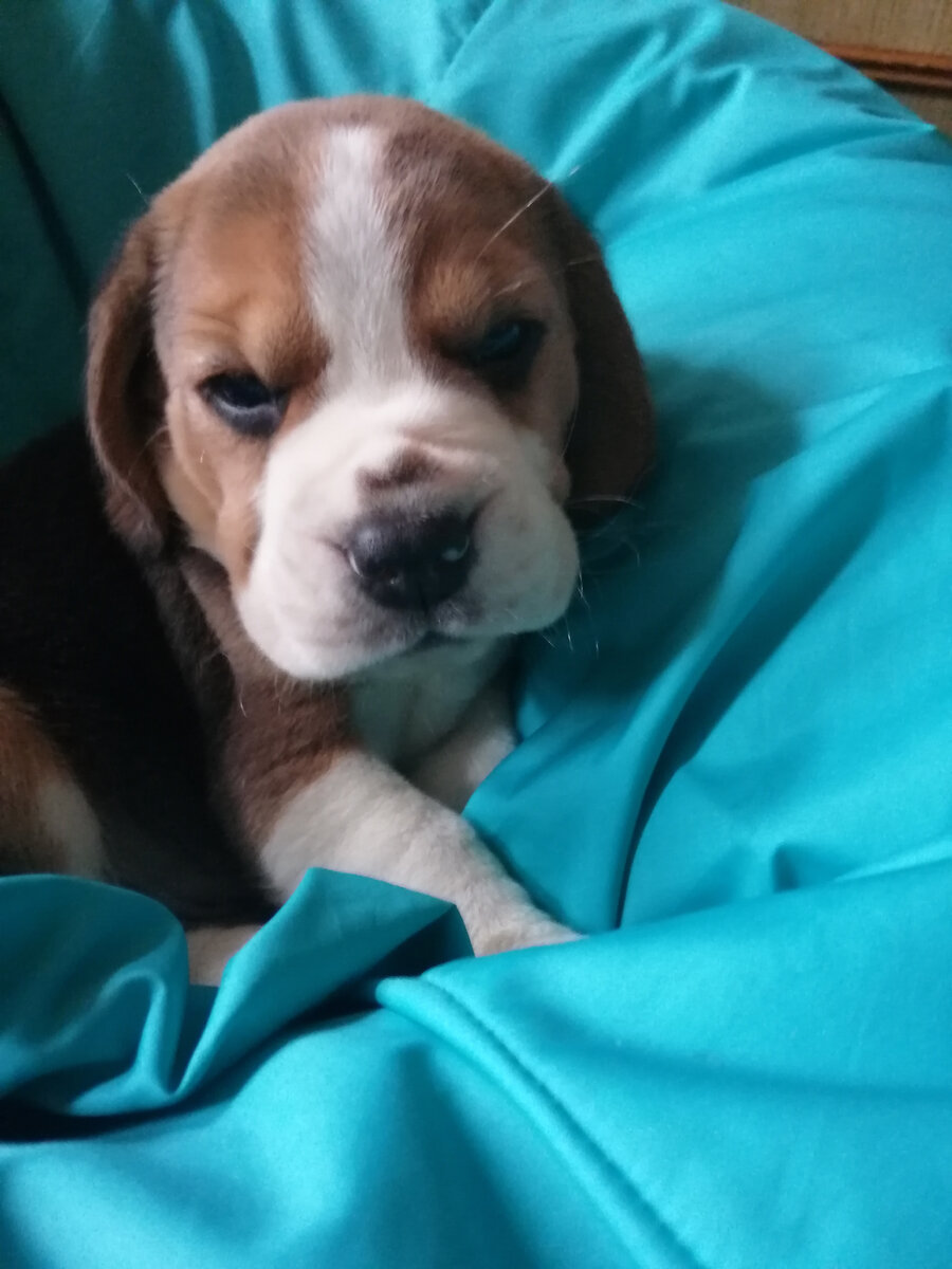 Здесь Баксику всего 1 месяц