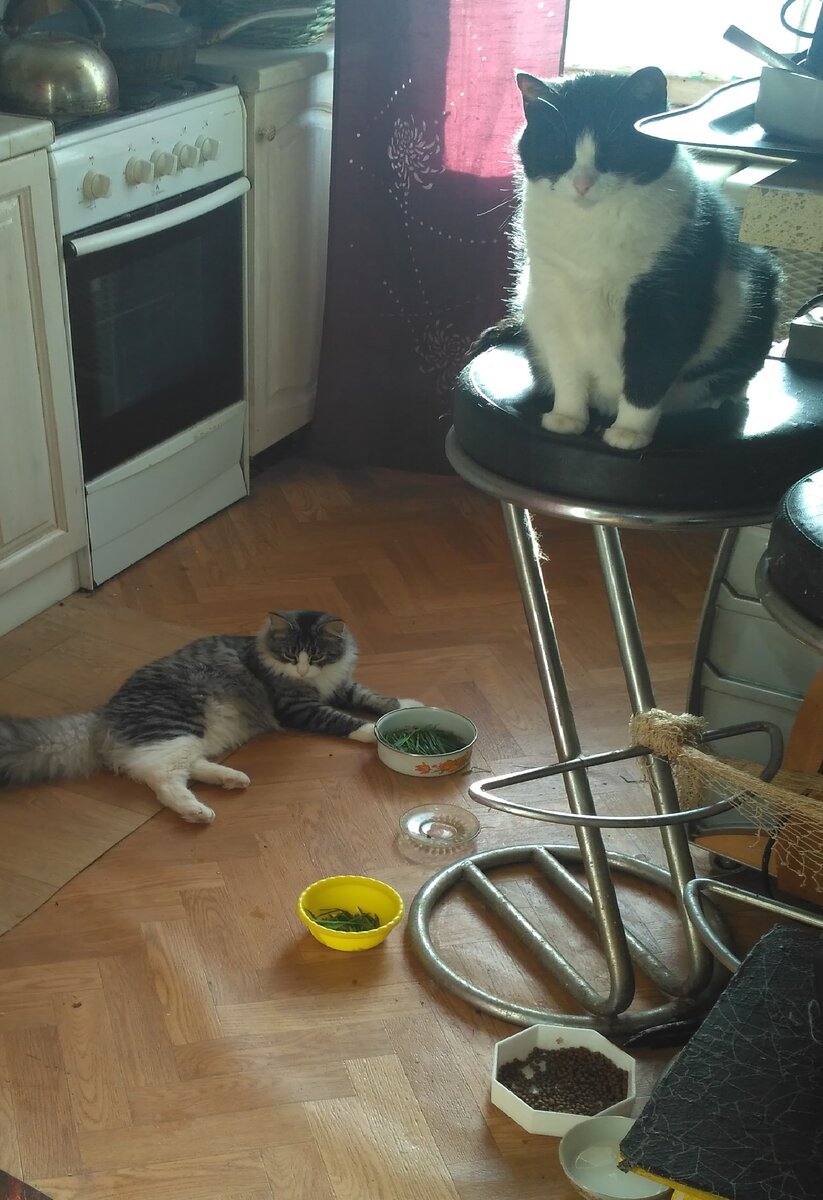 Мура и Пиня