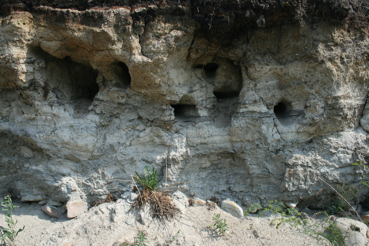Поселение ласточек-береговушек