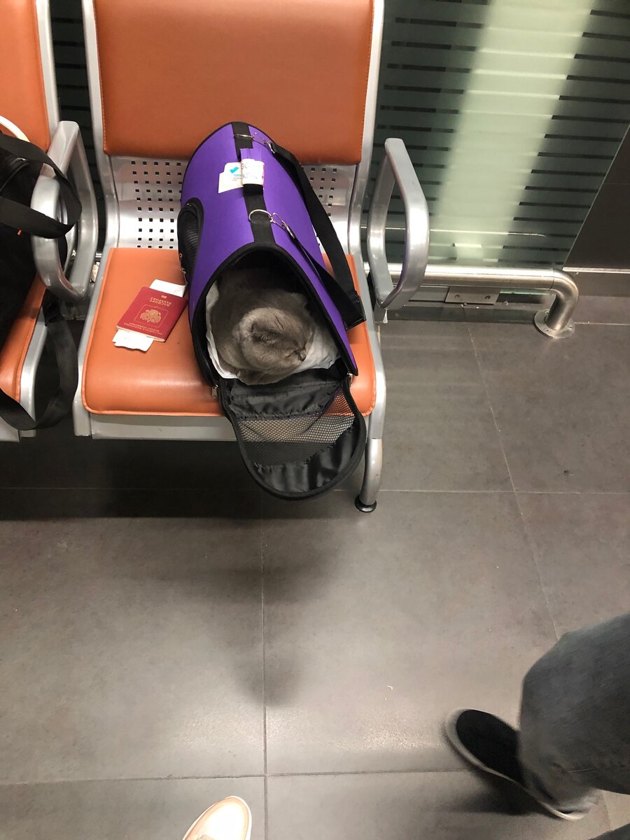 У кота теперь тоже есть паспорт