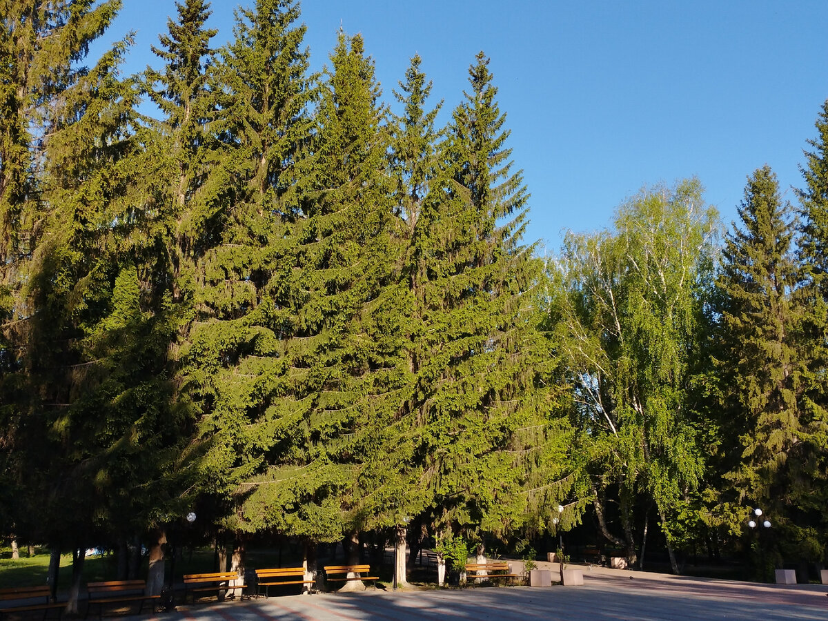 Городской парк возле моего дома. Воздух отличается, пахнет елями