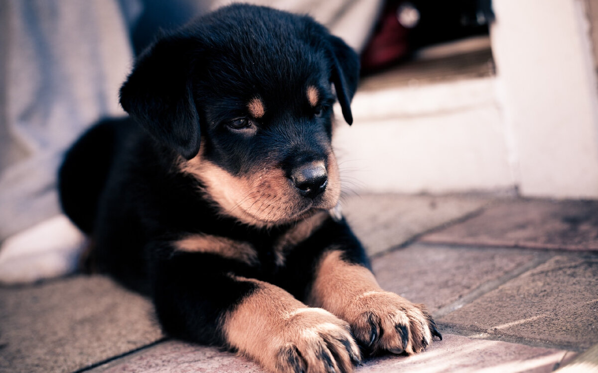 источник фото: https://get.wallhere.com/photo/puppy-Rottweiler-lie-down-1091030.jpg